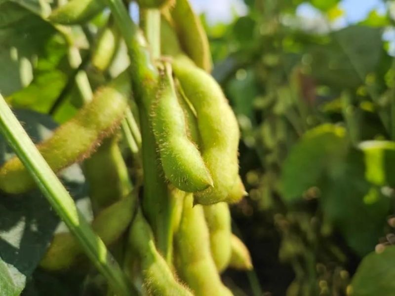 又是一年好“豐”景！衛(wèi)華數(shù)十萬畝良田豐收在即！